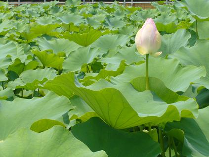 大賀ハス園のレポート写真1（ゆかそ）