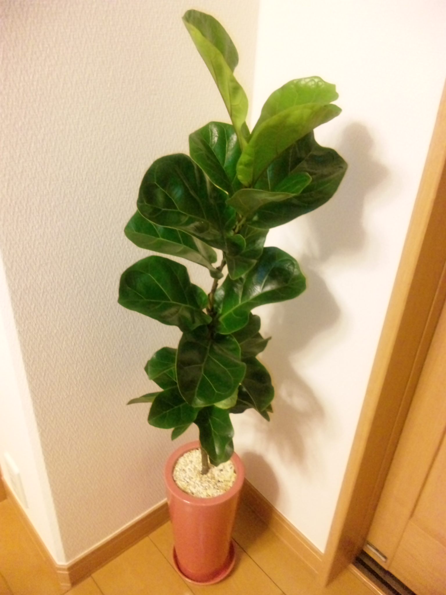 BHM`S HOME&GARDENGARDENのレポート写真1（マロン）