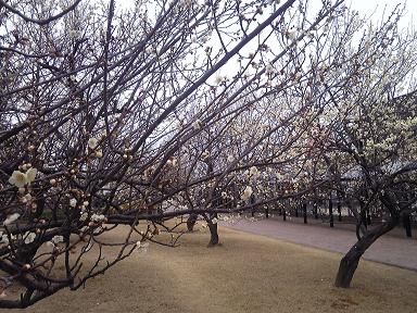 大垣東公園のレポート写真1（ゆかそ）