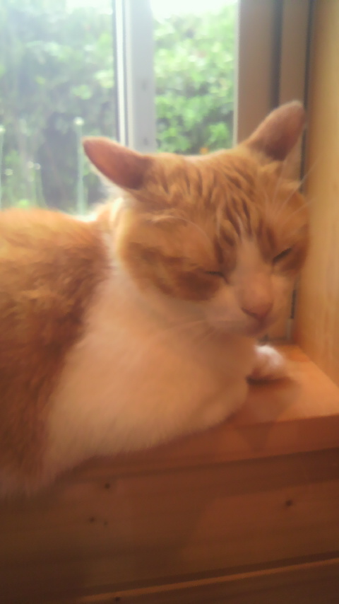 Cafe' ねこちぐらのレポート写真1（melocoton）