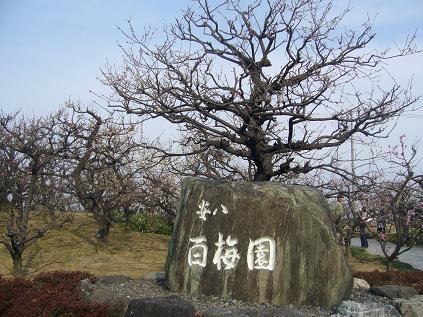 安八百梅園のレポート写真2（ゆかそ）