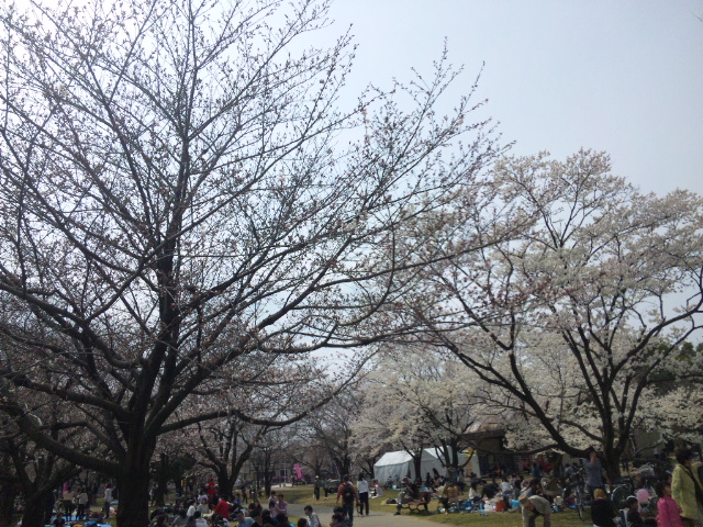 各務原市民公園のレポート写真2（レッツなシニア）