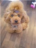 nail salon +UAのレポート写真2（ﾘｯｷｰ）
