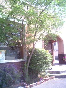 Tea Gardenのレポート写真3（にゃん）