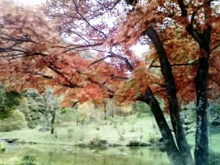 そば処 清見庵のレポート写真3（ゆかそ）