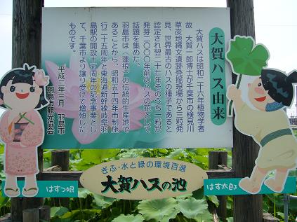 大賀ハス園のレポート写真3（ゆかそ）