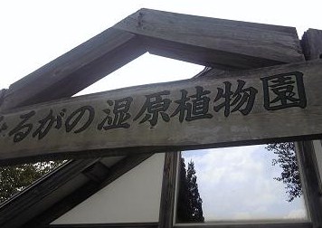 ひるがの湿原植物園のレポート写真3（ゆかそ）