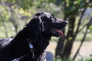 愛犬ロッキーアバター