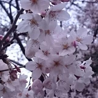 よッし〜アバター
