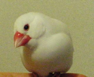 ぴろのアバター