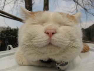 のりまき