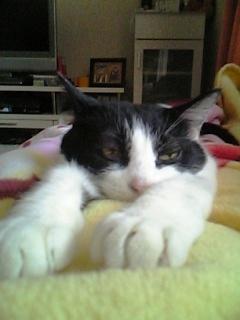 プーのアバター