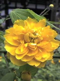 ユキのアバター