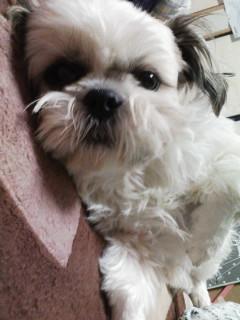 あやぱんママアバター