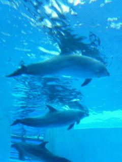 ふーやんアバター