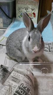 まいミニー